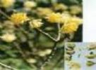  Buddleia Yellow